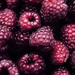 Meet your Posher, Hailey